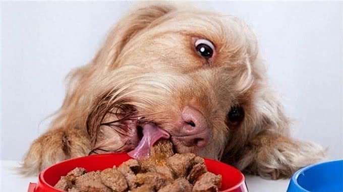 狗狗食欲不振?别慌!这些方法来帮忙