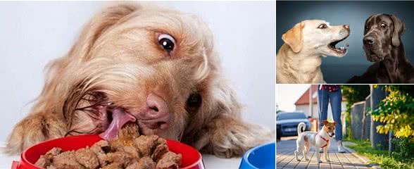 狗狗食欲不振?别慌!这些方法来帮忙