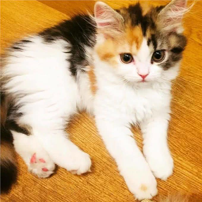 三花猫为什么这么多人养?有颜值有智商，很难不爱