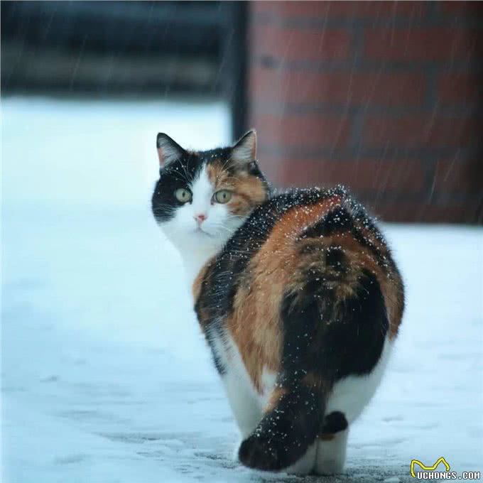 三花猫为什么这么多人养?有颜值有智商，很难不爱