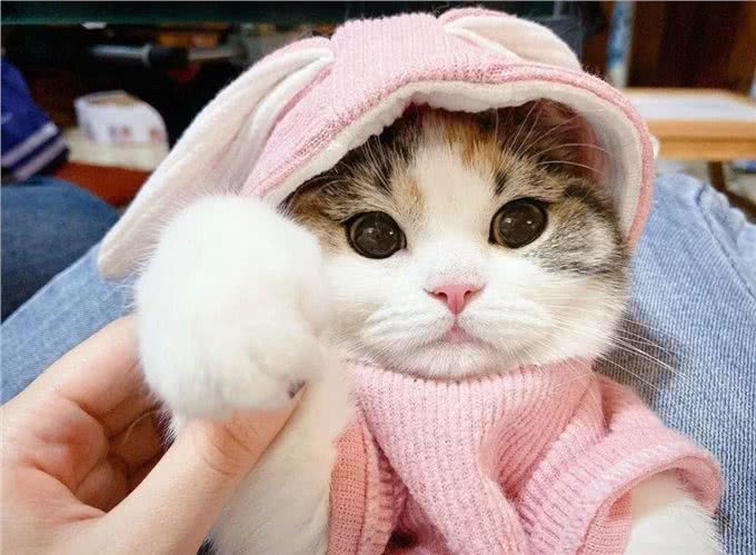 三花猫为什么这么多人养?有颜值有智商，很难不爱