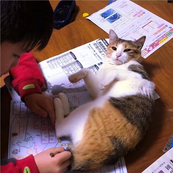 三花猫为什么这么多人养?有颜值有智商，很难不爱