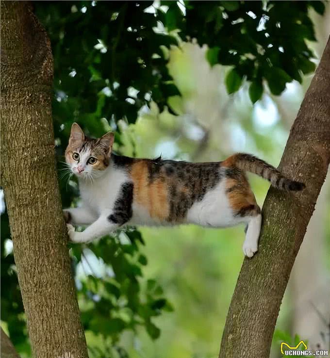 三花猫为什么这么多人养?有颜值有智商，很难不爱