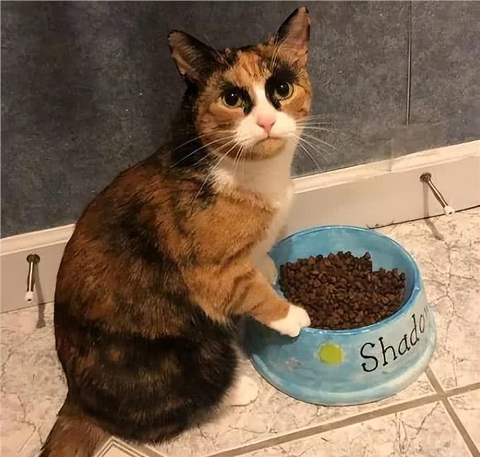 三花猫为什么这么多人养?有颜值有智商，很难不爱
