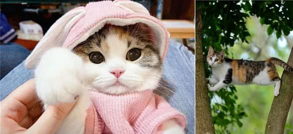三花猫为什么这么多人养?有颜值有智商，很难不爱
