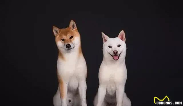 如何解决狗狗便秘问题?只需学会这几点，让狗狗轻松摆脱便秘