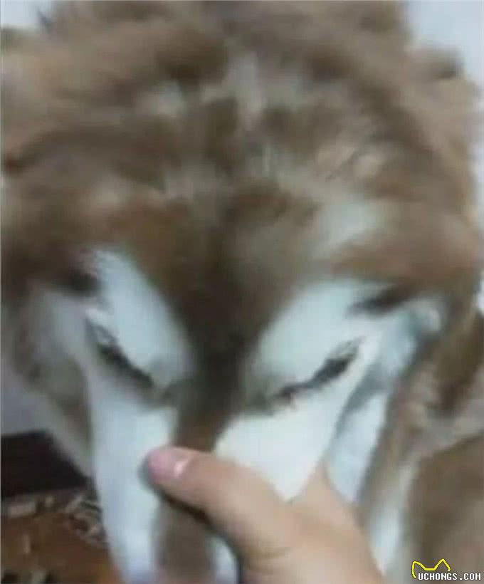 减肥光靠运动没效果?不如动用一下狗狗的力量