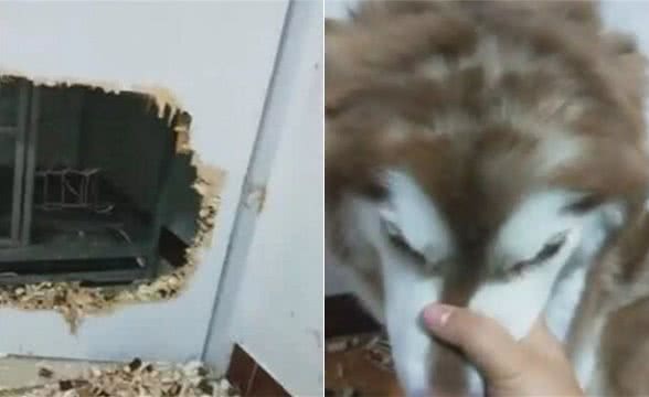 减肥光靠运动没效果?不如动用一下狗狗的力量