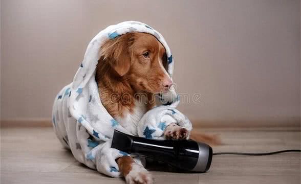 狗狗一直发抖是什么原因