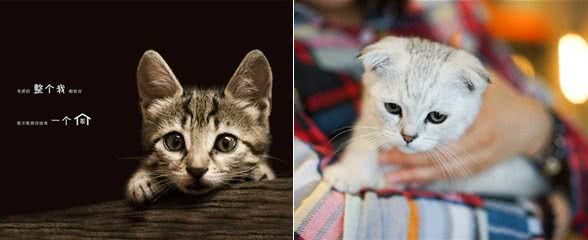 想养宠却在纠结养猫还是养狗?不妨来看看这两种截然不同的生活
