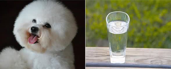 经验分享：小狗有泪痕是怎么回事好不好?针对3个原因的处理方法