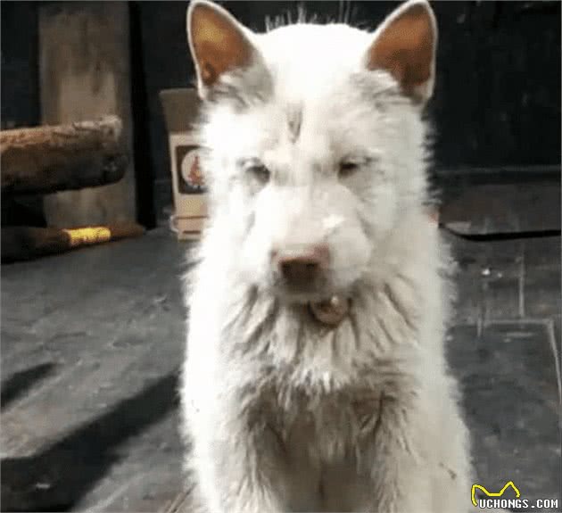 老外花一千八买中国土狗，却被抢回，这是三眼世界级古犬?