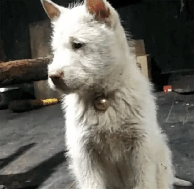 老外花一千八买中国土狗，却被抢回，这是三眼世界级古犬?