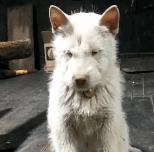 老外花一千八买中国土狗，却被抢回，这是三眼世界级古犬?