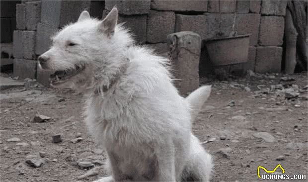 老外花一千八买中国土狗，却被抢回，这是三眼世界级古犬?