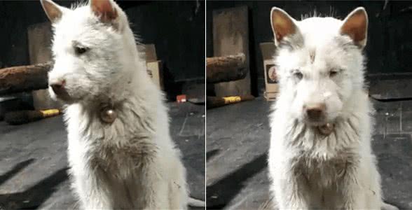 老外花一千八买中国土狗，却被抢回，这是三眼世界级古犬?