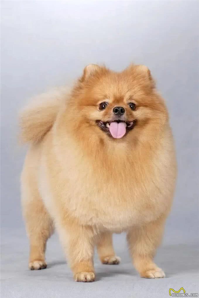 如果按照狗狗智商排它们都能是什么学历?