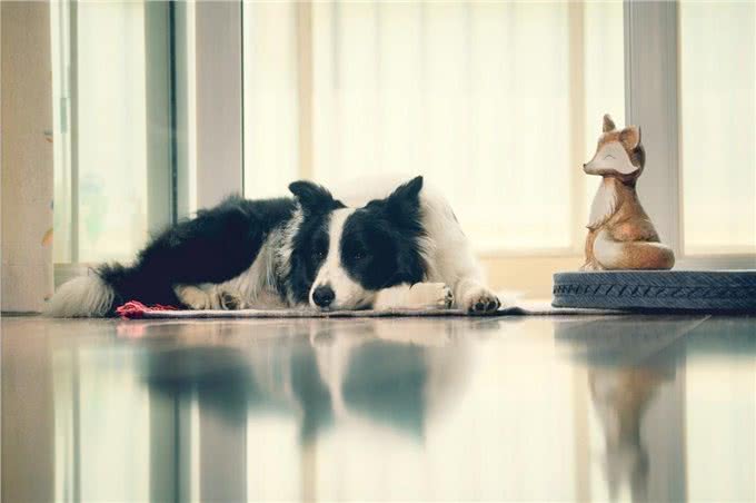 如果你养狗，你会选择边牧吗?细数边境牧羊犬优缺点，还是盘它!