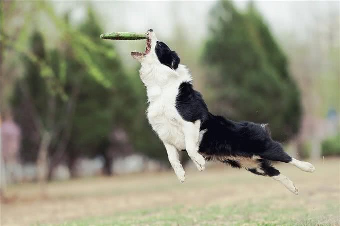如果你养狗，你会选择边牧吗?细数边境牧羊犬优缺点，还是盘它!