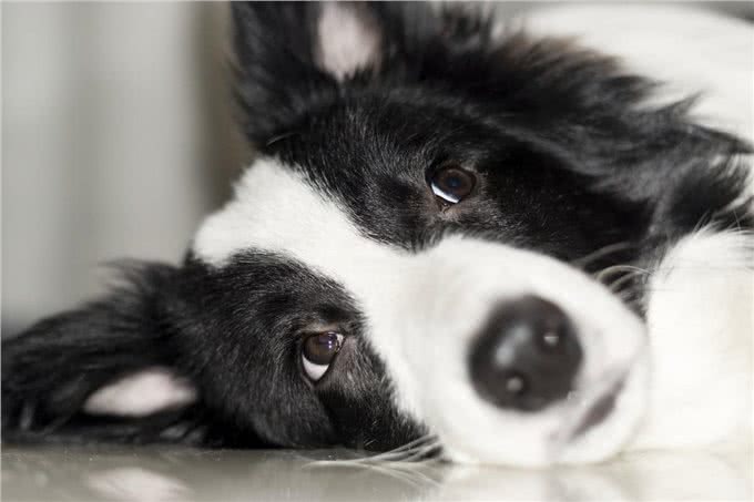 如果你养狗，你会选择边牧吗?细数边境牧羊犬优缺点，还是盘它!