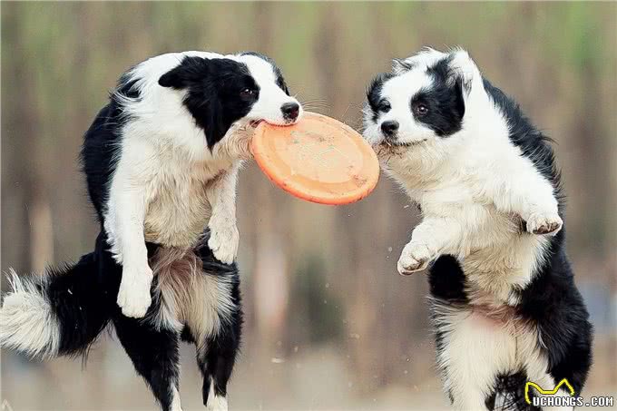 如果你养狗，你会选择边牧吗?细数边境牧羊犬优缺点，还是盘它!