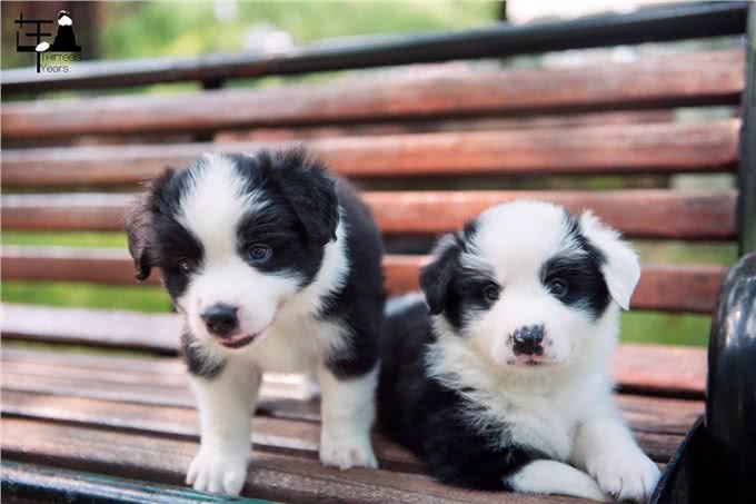 如果你养狗，你会选择边牧吗?细数边境牧羊犬优缺点，还是盘它!