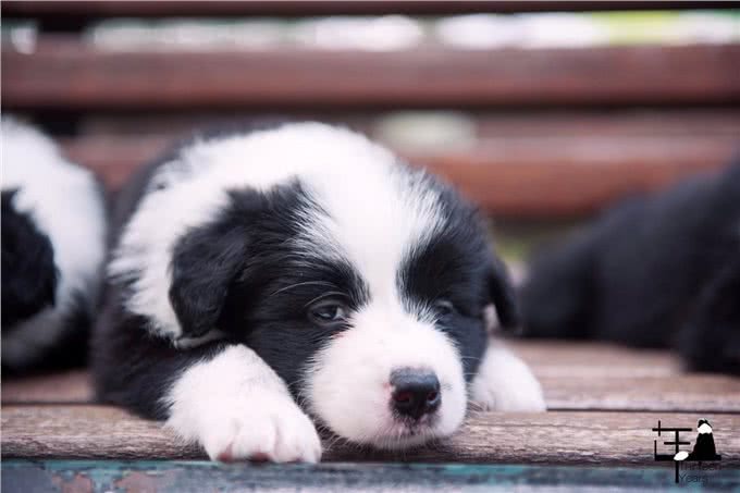 如果你养狗，你会选择边牧吗?细数边境牧羊犬优缺点，还是盘它!