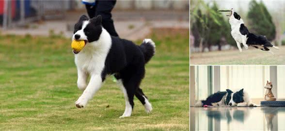 如果你养狗，你会选择边牧吗?细数边境牧羊犬优缺点，还是盘它!