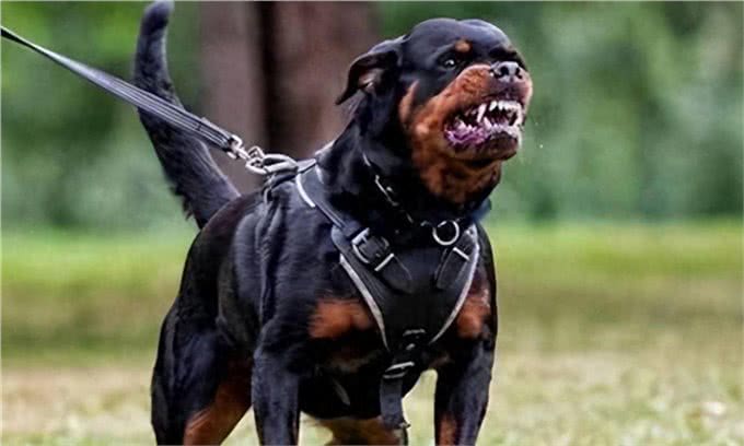 泡沫破灭!烈性犬价格腰斩，仅售30元一斤