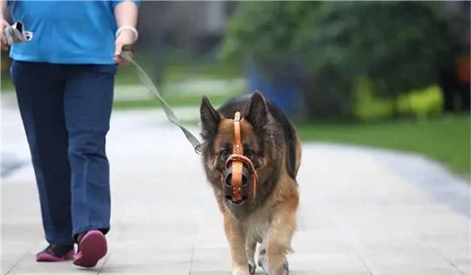 泡沫破灭!烈性犬价格腰斩，仅售30元一斤