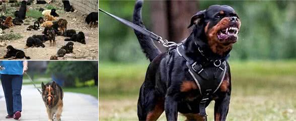 泡沫破灭!烈性犬价格腰斩，仅售30元一斤
