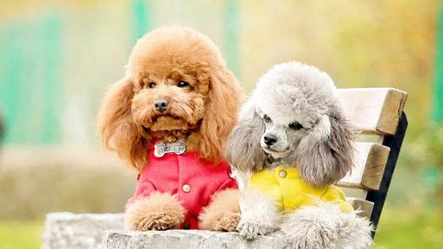 萌妹子适合养的10种宠物犬第二季
