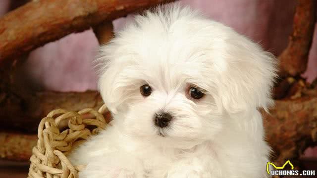 萌妹子适合养的10种宠物犬第二季