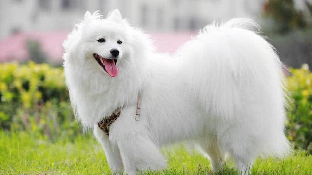 萌妹子适合养的10种宠物犬第二季