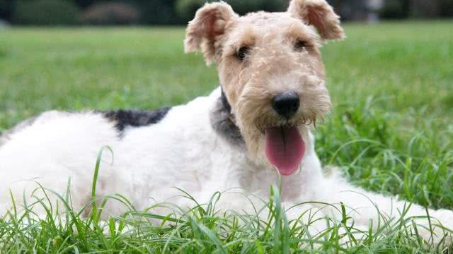 萌妹子适合养的10种宠物犬第二季