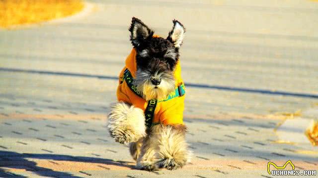 萌妹子适合养的10种宠物犬第二季
