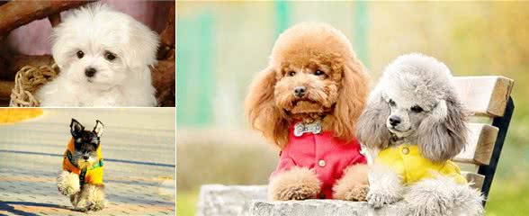 萌妹子适合养的10种宠物犬第二季
