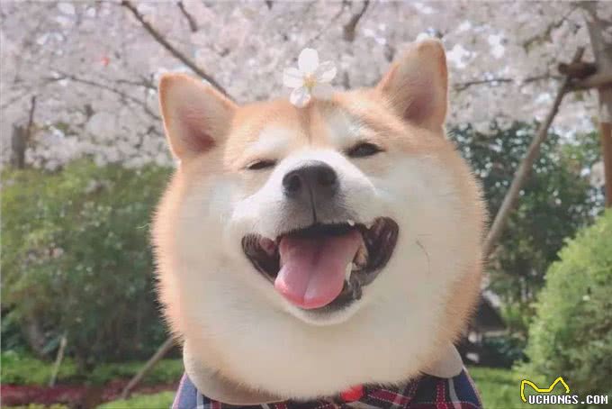 养狗的好处有哪些?狗狗如何提升我们的生活质量