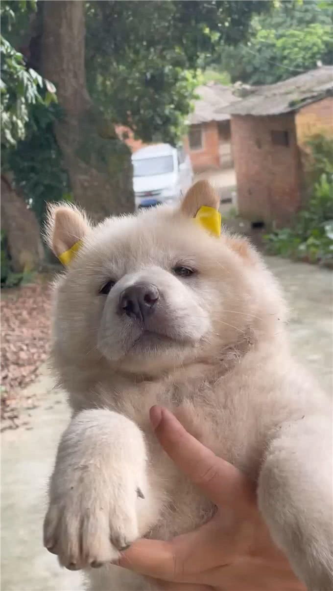 养狗的好处有哪些?狗狗如何提升我们的生活质量
