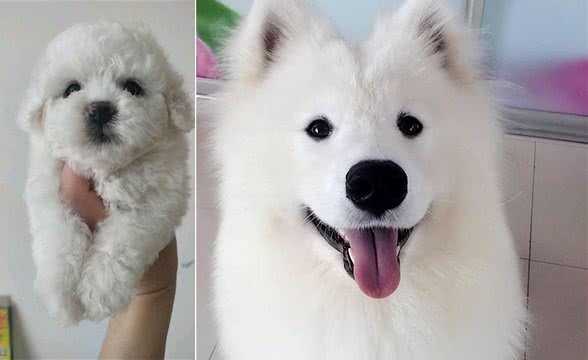 养狗的好处有哪些?狗狗如何提升我们的生活质量