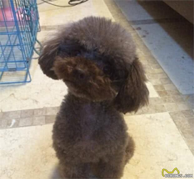 什么狗最干净最好养?这六种狗狗绝对是狗界里最有洁癖的
