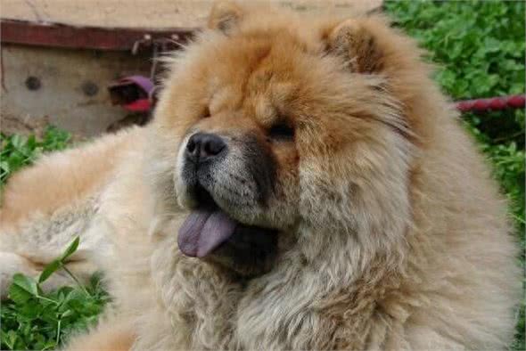 什么狗最干净最好养?这六种狗狗绝对是狗界里最有洁癖的