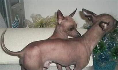 什么狗最干净最好养?这六种狗狗绝对是狗界里最有洁癖的