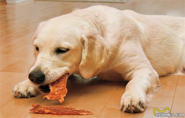 狗狗为什么不能吃生肉，这些你有想过吗?