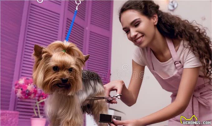 宠物犬美容与健康