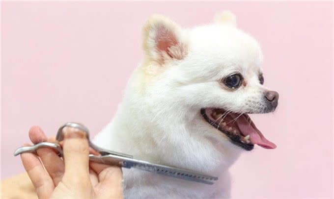 宠物犬美容与健康