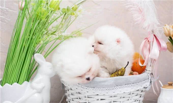 宠物犬美容与健康