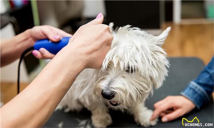 宠物犬美容与健康