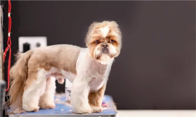 宠物犬美容与健康