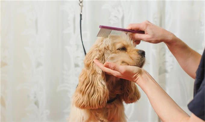 宠物犬美容与健康